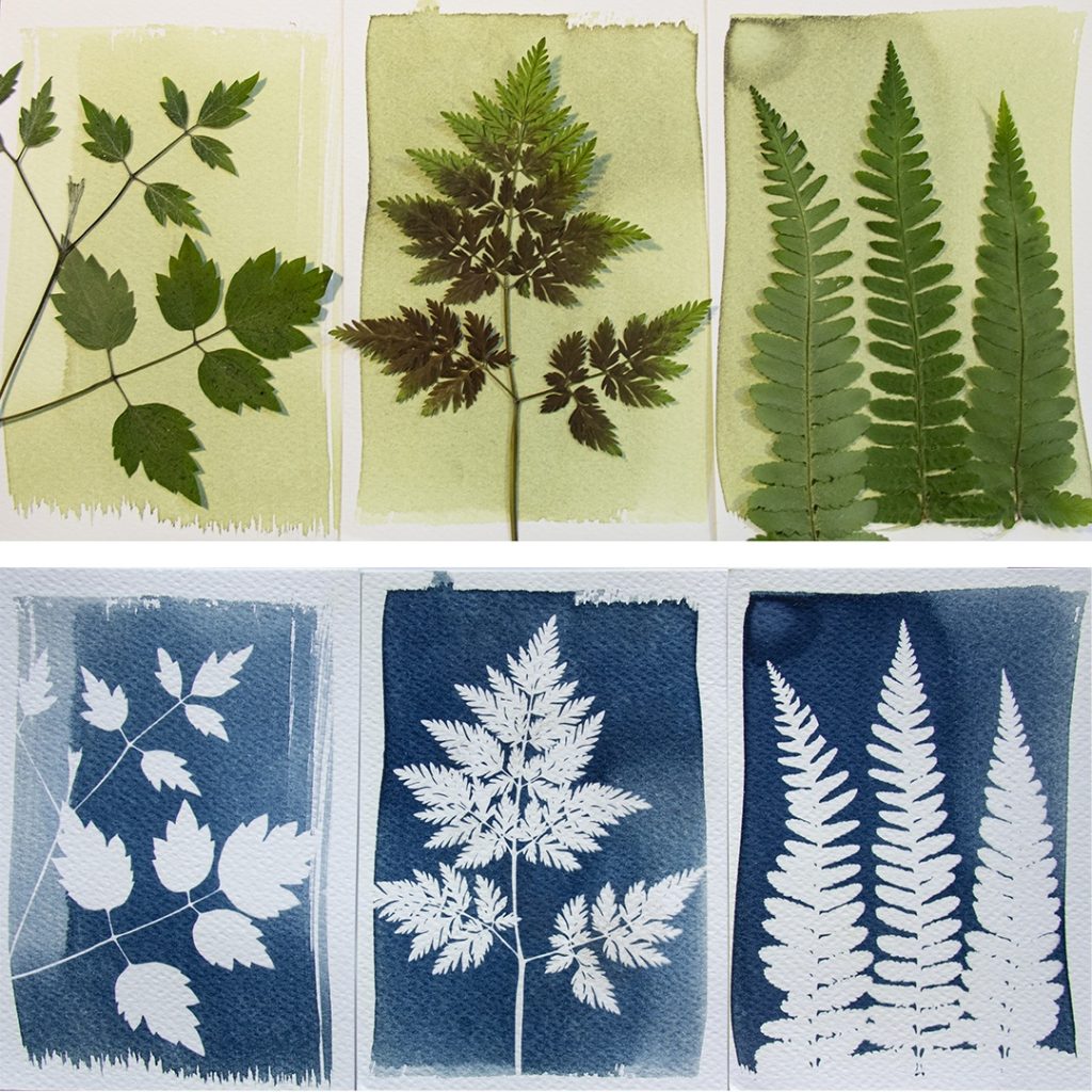 Botanopia-DIY-Cyanotype-kit-blueprints-with-plants-01