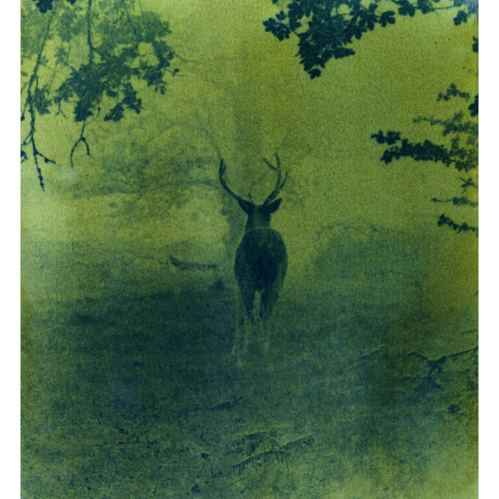 OREILLE-COUPEE-CERF