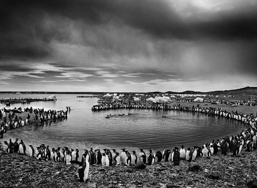 Groupe de manchots royaux_Géorgie du Sud_2009