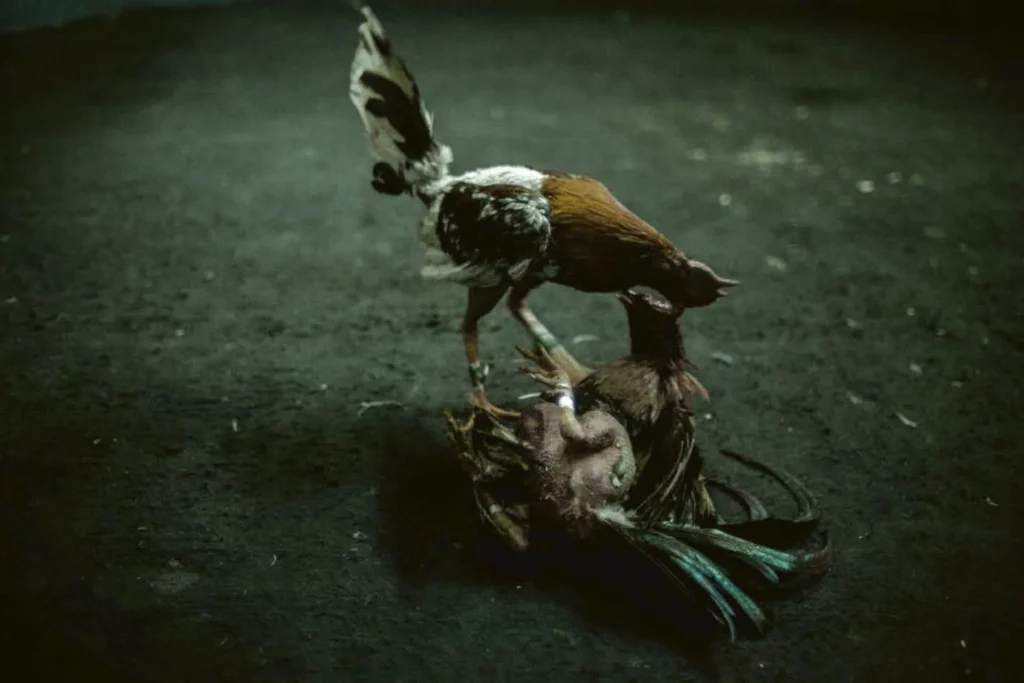 Siempre-Que-Celine-Croze-4